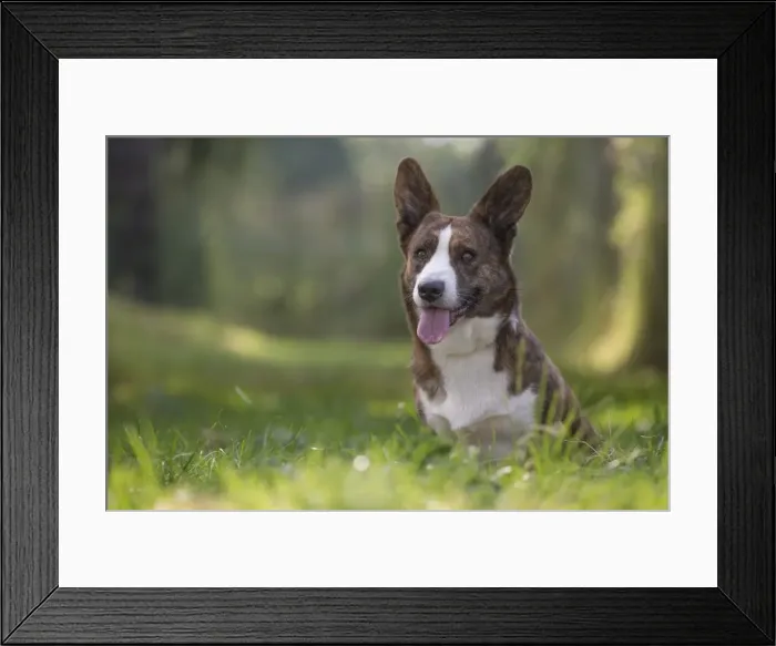 Framed Print : Picture No. 11808252 Framed Print : Picture No. 11808252