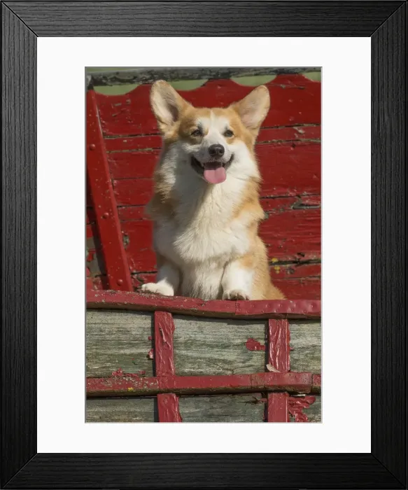 Framed Print : Picture No. 11808253 Framed Print : Picture No. 11808253