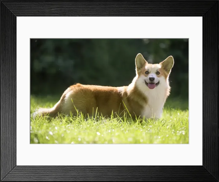 Framed Print : Picture No. 11808254 Framed Print : Picture No. 11808254