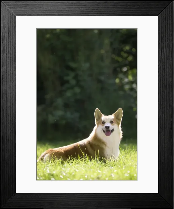 Framed Print : Picture No. 11808255 Framed Print : Picture No. 11808255