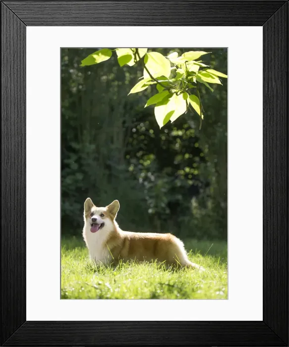Framed Print : Picture No. 11808256 Framed Print : Picture No. 11808256