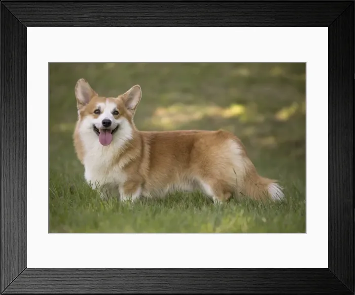 Framed Print : Picture No. 11808257 Framed Print : Picture No. 11808257