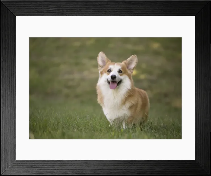 Framed Print : Picture No. 11808258 Framed Print : Picture No. 11808258