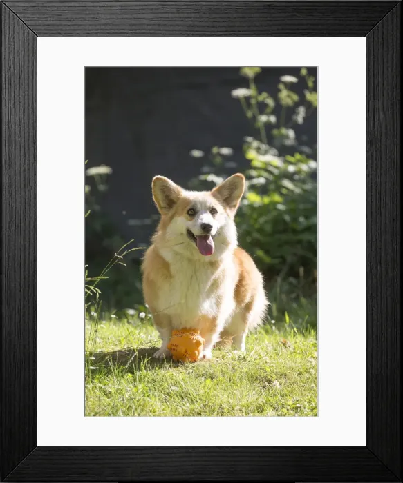 Framed Print : Picture No. 11808259 Framed Print : Picture No. 11808259