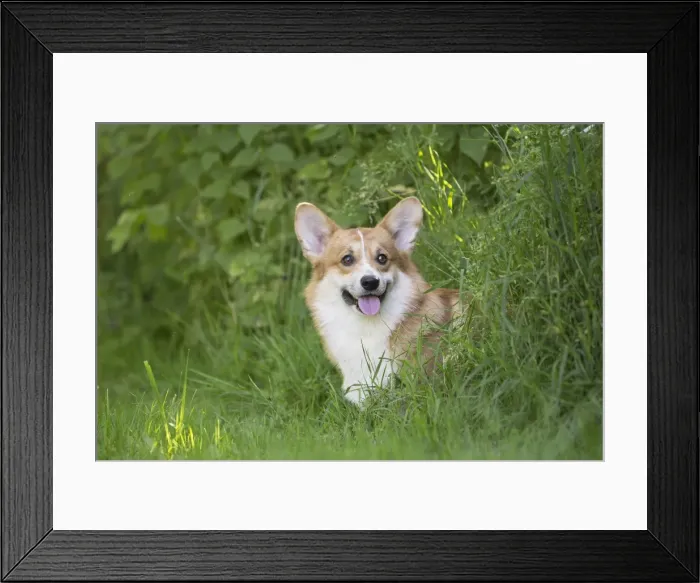 Framed Print : Picture No. 11808260 Framed Print : Picture No. 11808260