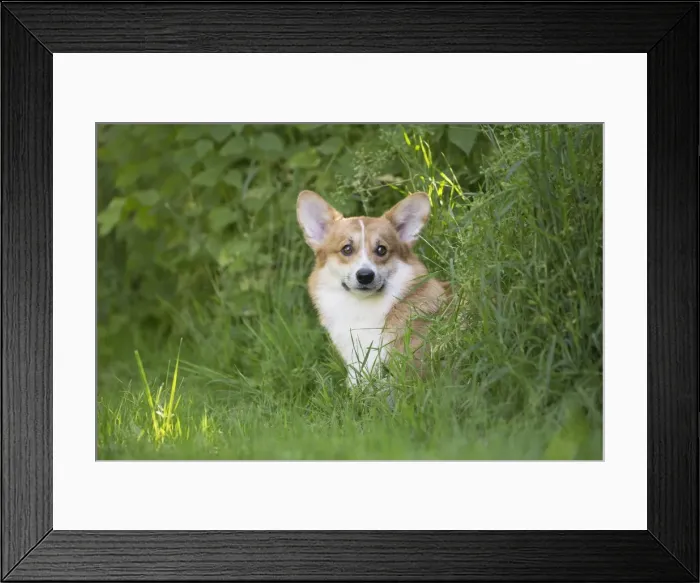 Framed Print : Picture No. 11808261 Framed Print : Picture No. 11808261