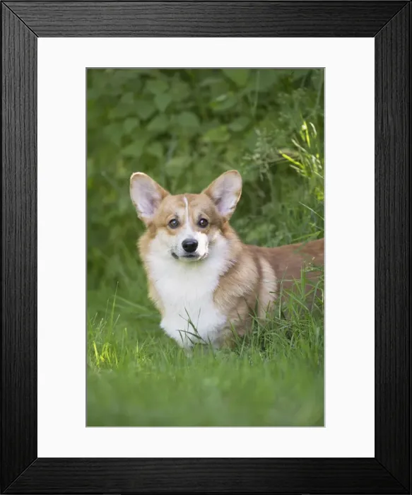 Framed Print : Picture No. 11808262 Framed Print : Picture No. 11808262