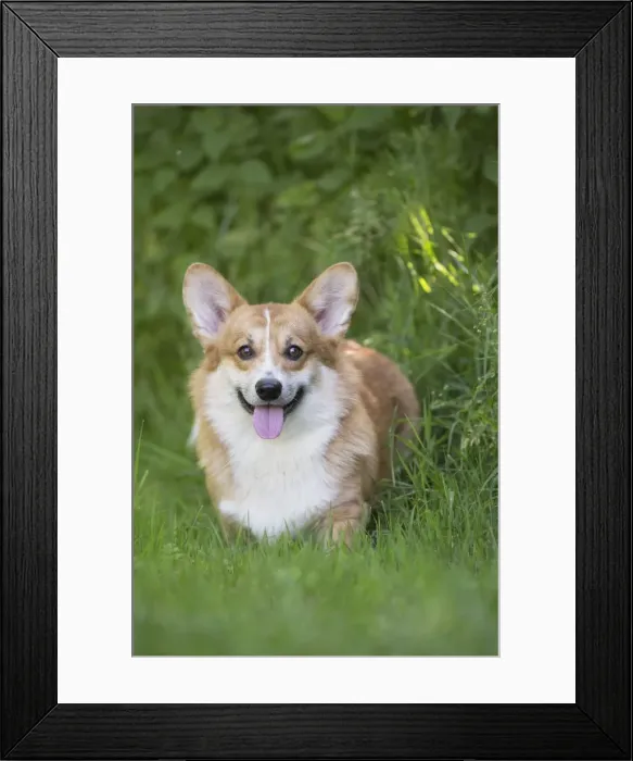 Framed Print : Picture No. 11808263 Framed Print : Picture No. 11808263