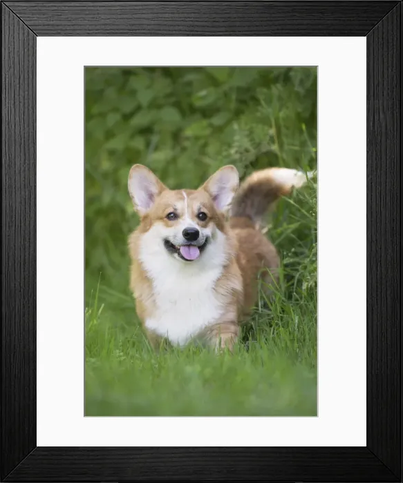 Framed Print : Picture No. 11808264 Framed Print : Picture No. 11808264