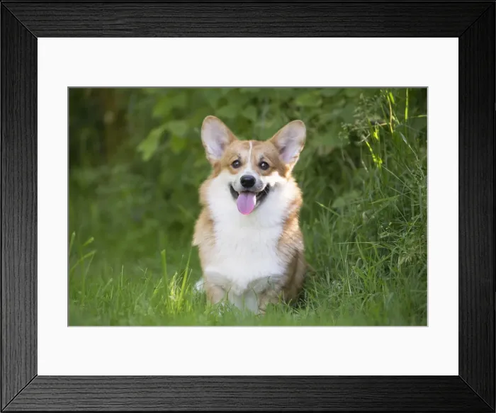Framed Print : Picture No. 11808265 Framed Print : Picture No. 11808265
