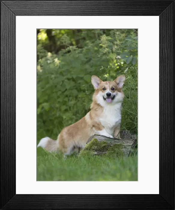 Framed Print : Picture No. 11808266 Framed Print : Picture No. 11808266