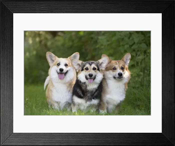 Framed Print : Picture No. 11808268 Framed Print : Picture No. 11808268