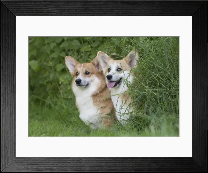Framed Print : Picture No. 11808269 Framed Print : Picture No. 11808269