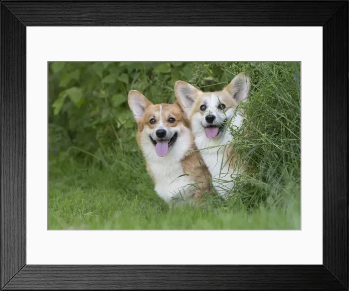 Framed Print : Picture No. 11808270 Framed Print : Picture No. 11808270