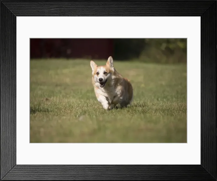 Framed Print : Picture No. 11808273 Framed Print : Picture No. 11808273