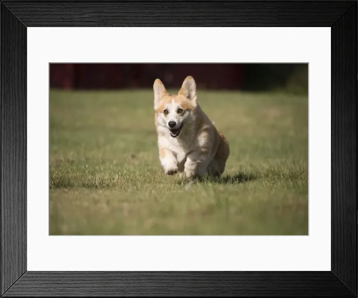 Framed Print : Picture No. 11808274 Framed Print : Picture No. 11808274