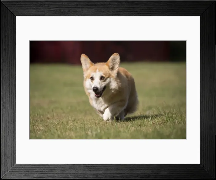 Framed Print : Picture No. 11808275