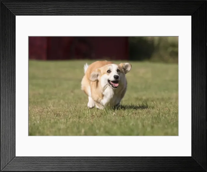 Framed Print : Picture No. 11808276 Framed Print : Picture No. 11808276