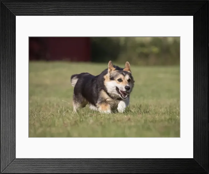Framed Print : Picture No. 11808278 Framed Print : Picture No. 11808278
