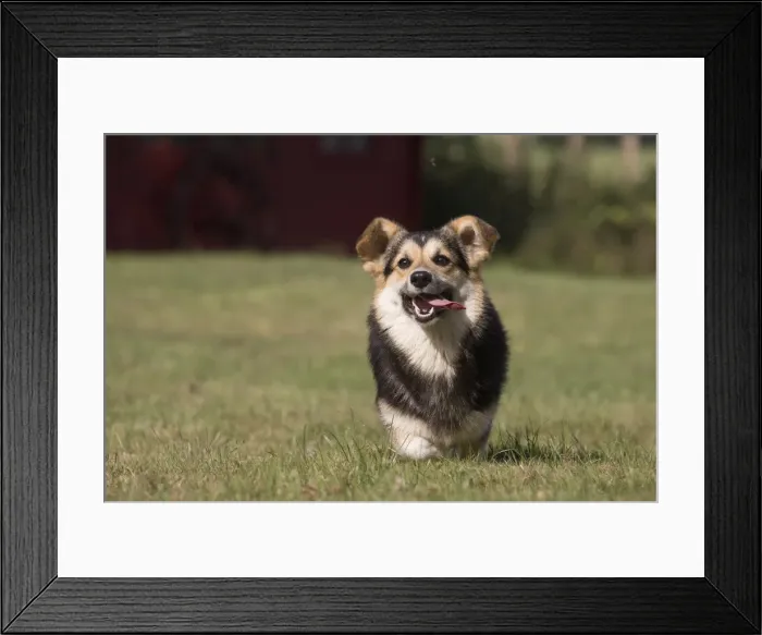 Framed Print : Picture No. 11808279 Framed Print : Picture No. 11808279