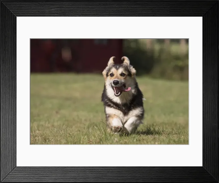Framed Print : Picture No. 11808280 Framed Print : Picture No. 11808280