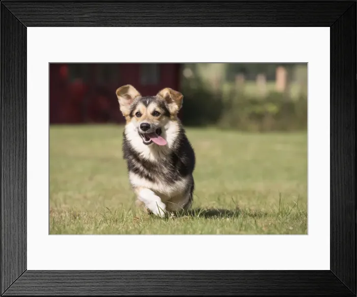 Framed Print : Picture No. 11808281 Framed Print : Picture No. 11808281