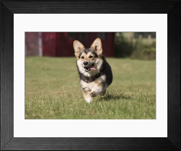 Framed Print : Picture No. 11808282 Framed Print : Picture No. 11808282
