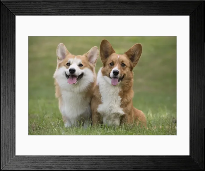 Framed Print : Picture No. 11808283