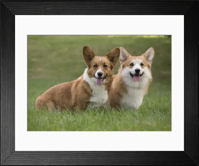 Framed Print : Picture No. 11808284