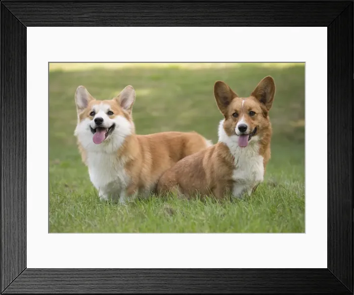 Framed Print : Picture No. 11808285 Framed Print : Picture No. 11808285