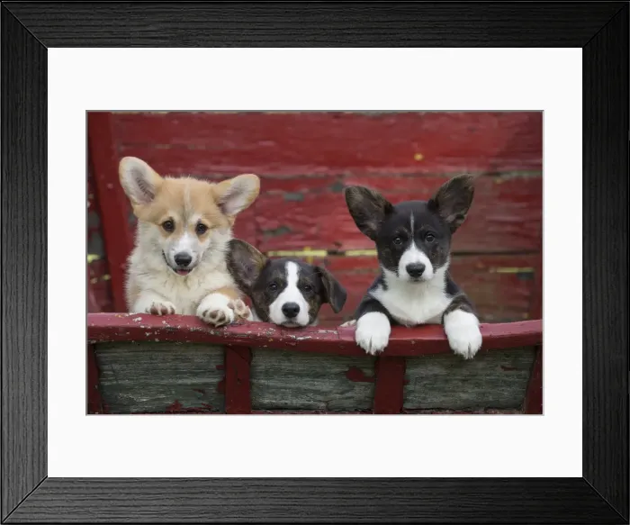 Framed Print : Picture No. 11808286