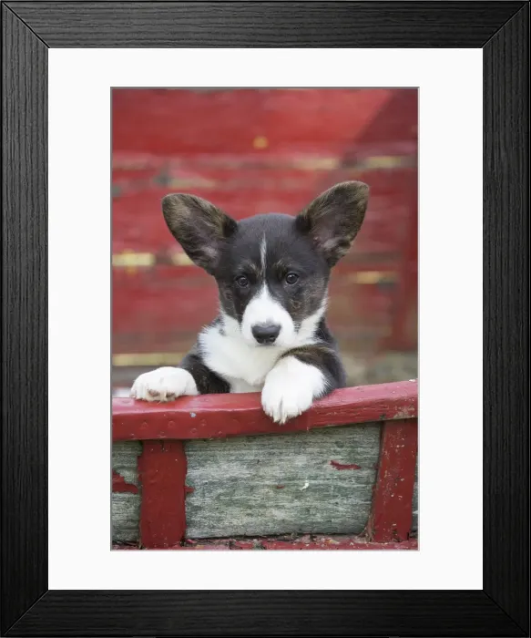 Framed Print : Picture No. 11808287 Framed Print : Picture No. 11808287