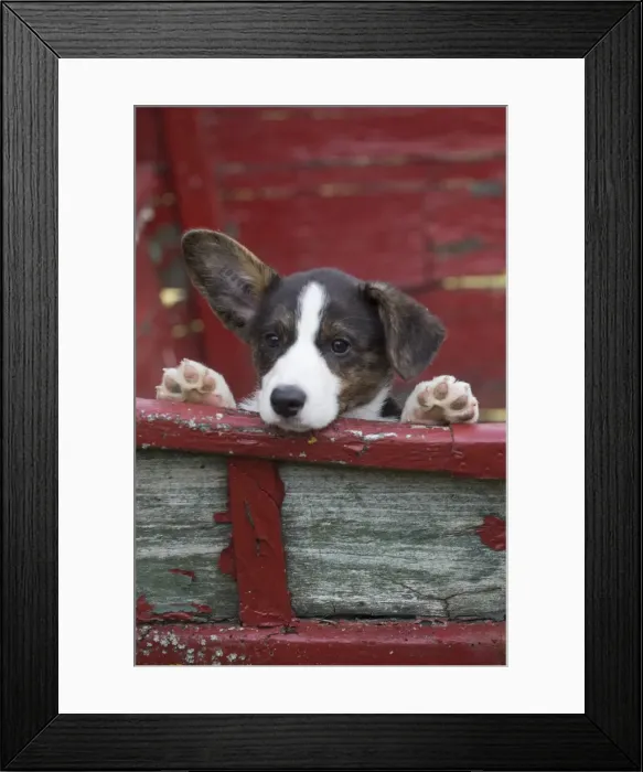 Framed Print : Picture No. 11808288 Framed Print : Picture No. 11808288