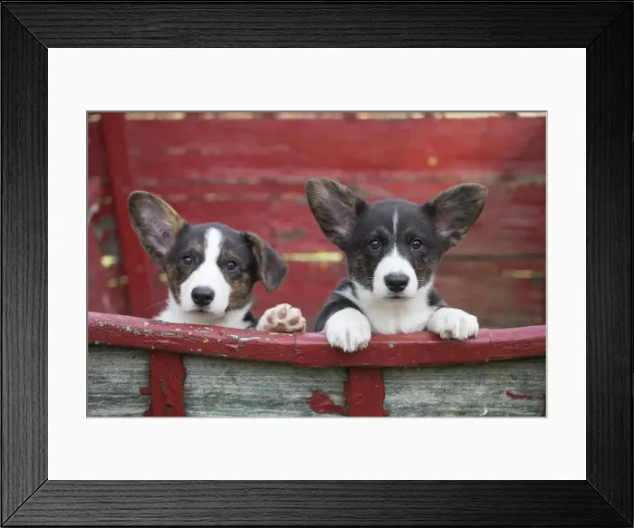 Framed Print : Picture No. 11808289