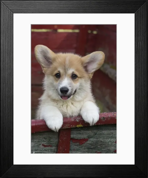 Framed Print : Picture No. 11808290 Framed Print : Picture No. 11808290