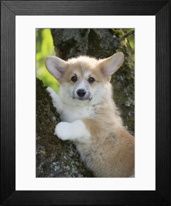 Framed Print : Picture No. 11808291 Framed Print : Picture No. 11808291