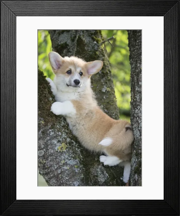 Framed Print : Picture No. 11808292 Framed Print : Picture No. 11808292