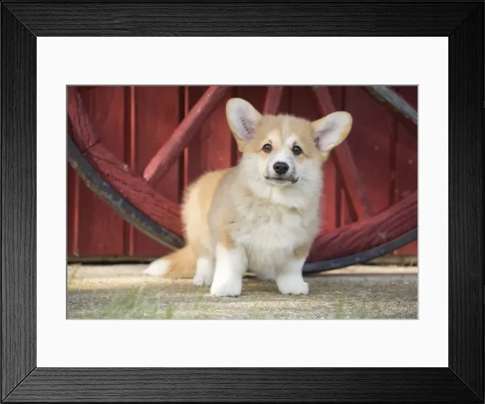 Framed Print : Picture No. 11808293 Framed Print : Picture No. 11808293