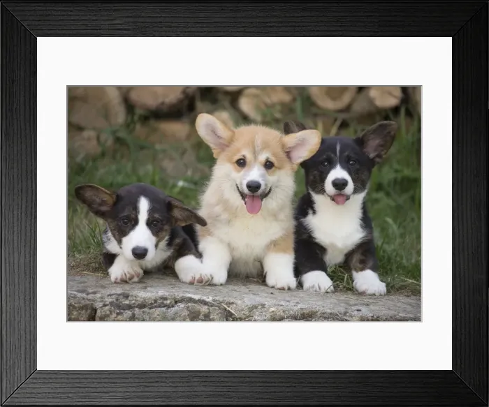 Framed Print : Picture No. 11808294 Framed Print : Picture No. 11808294
