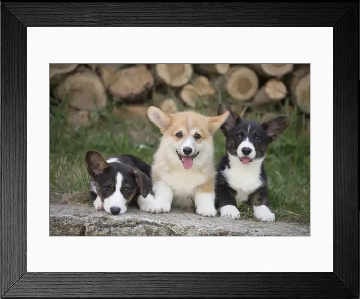 Framed Print : Picture No. 11808295 Framed Print : Picture No. 11808295