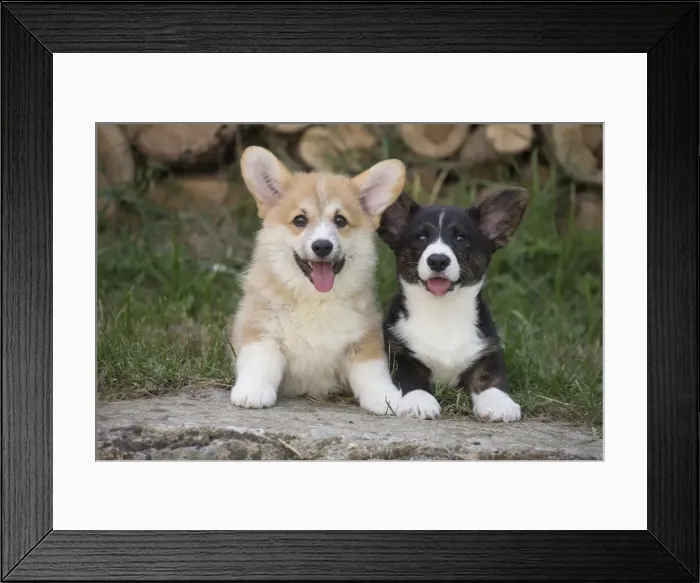 Framed Print : Picture No. 11808296 Framed Print : Picture No. 11808296