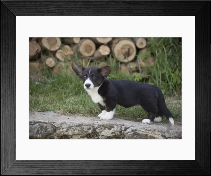 Framed Print : Picture No. 11808298 Framed Print : Picture No. 11808298