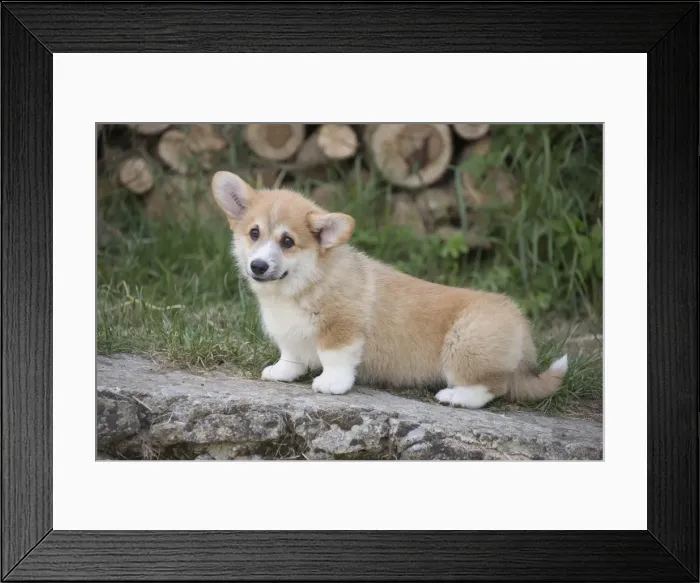 Framed Print : Picture No. 11808299 Framed Print : Picture No. 11808299