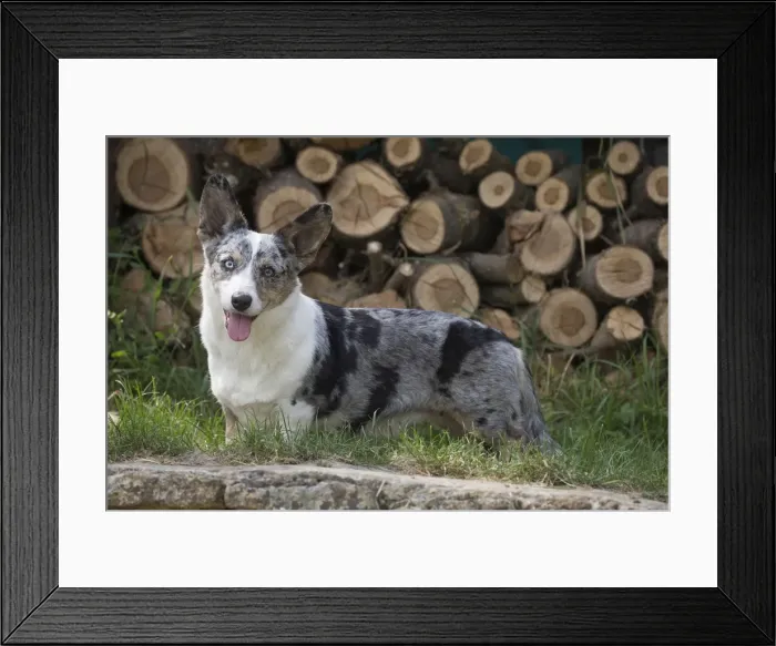 Framed Print : Picture No. 11808300 Framed Print : Picture No. 11808300