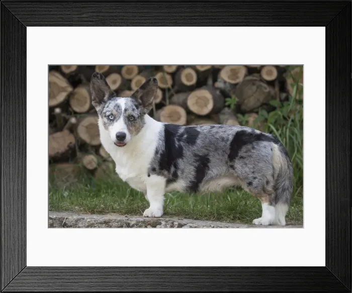 Framed Print : Picture No. 11808301