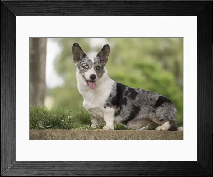 Framed Print : Picture No. 11808302 Framed Print : Picture No. 11808302