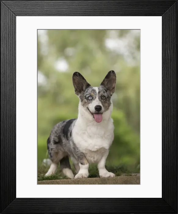 Framed Print : Picture No. 11808303 Framed Print : Picture No. 11808303