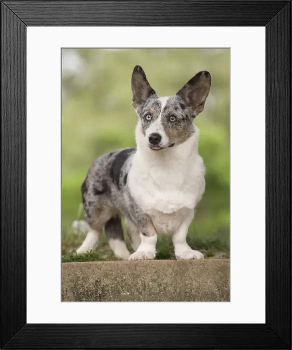 Framed Print : Picture No. 11808304 Framed Print : Picture No. 11808304