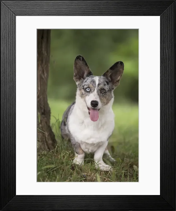 Framed Print : Picture No. 11808305 Framed Print : Picture No. 11808305