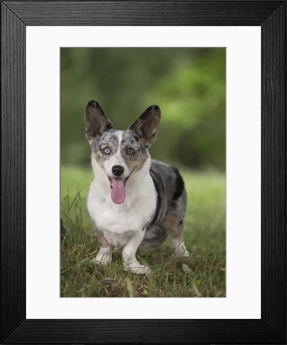 Framed Print : Picture No. 11808306 Framed Print : Picture No. 11808306